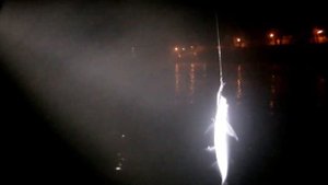 Ночная ловля чехони на воблеры.