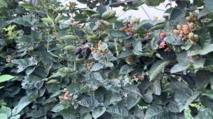 Ежевика Блек Джем в тоннелях!