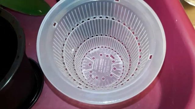 Transitioning of my orchids has begun! смотреть онлайн