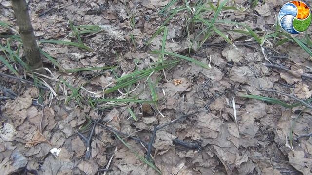 Тихая охота - "СМОРЧКИ" )! смотреть онлайн