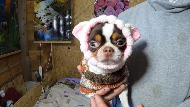 ПРОДАЮ вязаные ШАПОЧКИ для ЧИХУА/ куплю Щенка породы ЧИХУАХУА/ ОДЕЖДА для собак/питомник МАРИ МИСТИ