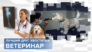 Спасает самых беспомощных на этой планете. Профессия - ветеринар