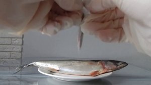 Как определить качество и свежесть рыбы в домашних условиях? 