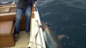 THRESHER SHARK (375 lbs.) fishing off Laguna Beach ,California