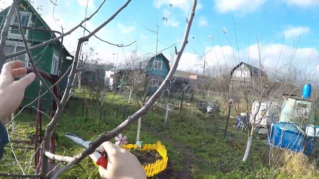Обрезаю яблоню, формирую  разреженно-ярусную крону. Садовый инструмент от RACO. смотреть онлайн