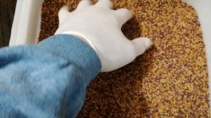 Пыльца цветочная.mp4