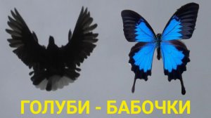 Голуби - бабочки.