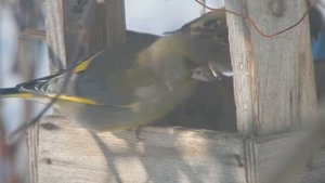 Голоса птиц Голоса птиц слушать