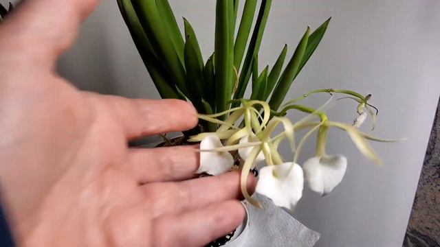 #CareCollab video on Brassavola Little Stars смотреть онлайн