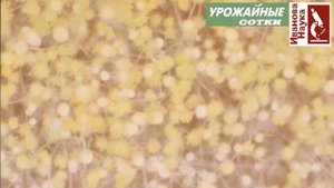 Убийственная красота аспергиллов и опасности афлатоксинов. Чего стоит опасаться, где оно скрывается