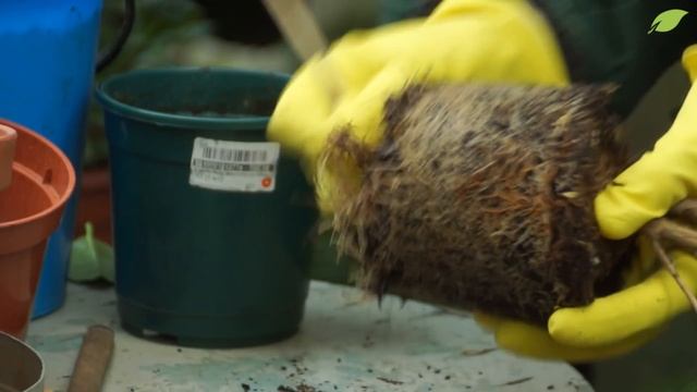 Советы по выращиванию камелий от эксперта смотреть онлайн