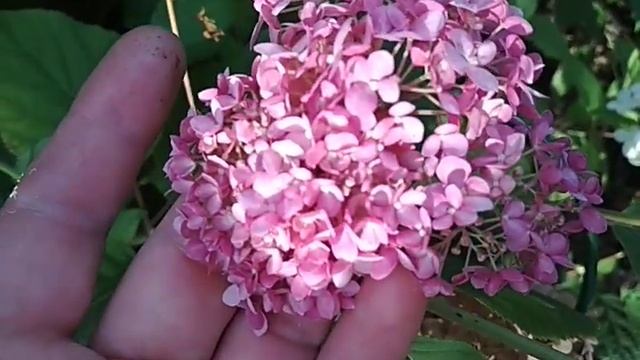 Гортензия древовидная Кандибелль Баблгам (Candybelle Bubblegum) смотреть онлайн