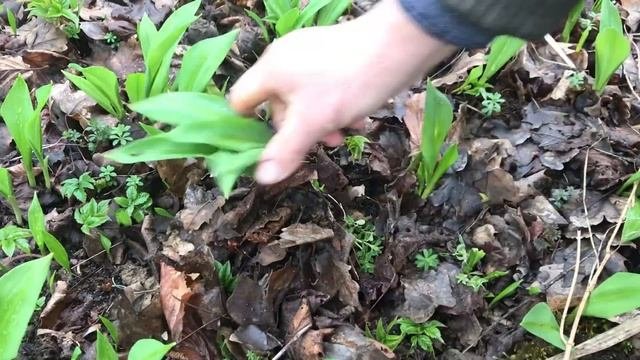 Как правильно копать(собирать) черемшу