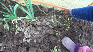 В ТЕПЛИЦЕ ?В МАЛИНЕ ?СТАНИЧНАЯ ЖИЗНЬ?? как она есть ЕЖЕДНЕВНЫЕ ВЛОГИ О НАШЕЙ