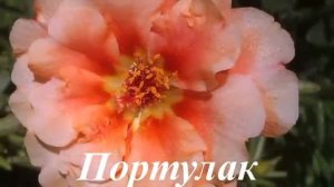 Многолетние цветы,  цветущие в июле