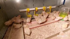 Перепела тестируют МЕГАКОРМ.