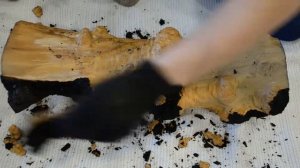 Каповый клён, кап клёна. Maple burl.