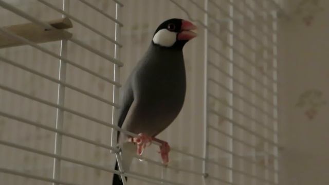 Java finch singing смотреть онлайн