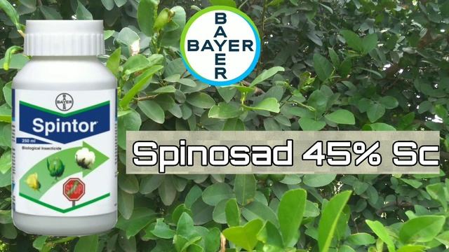 Spintor Insecticide || Bayer || Spinosad 45%Sc || смотреть онлайн