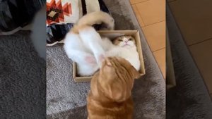 Кот-жоподёр.