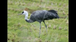 Австралийский журавль