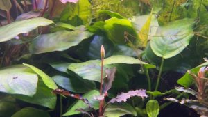 Добавь это в аквариум и медленный травник будет чувствовать себя прекрасно