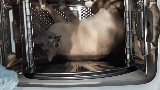 Кошка в стиралке
