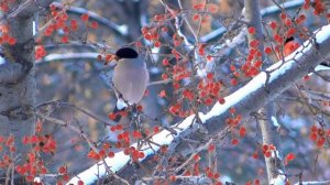 Екатерина Шаврина    Горькая рябина