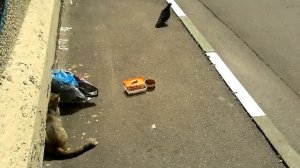 Кошка ловит голубя.