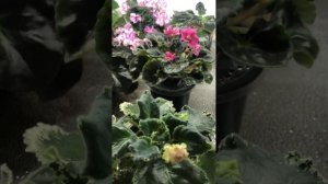 Сосудистый бактериоз на фиалках, как спасти растение.