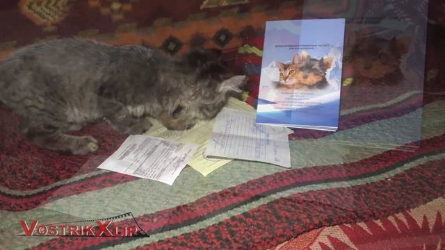 Кот Кузя Получил Паспорт смотреть онлайн