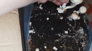 Собираю грибы шампиньоны.  Домашняя грибница .