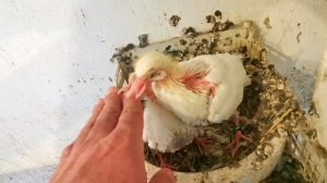 Мои ПИСКУНЫ в гнёздах 2023года. My pigeons babies in the nests of 2023