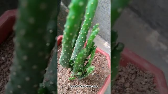 New Cactus | Opuntia Tuna Monstruosa From Bhagya Nursery.