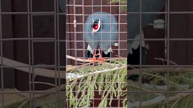 Blue eared pheasant in zoo Russia / Синий ушастый фазан в зоопарке Россия