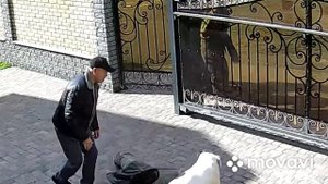 Американский бульдог, охрана частного дома.