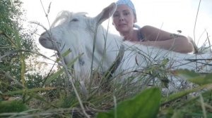 Красиво гуляем с козами.Любовь зла,полюбишь и козла.Как же козёл меня любит🤣