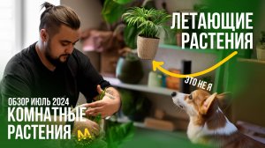 Летающие растения! Обзор комнатных растения в Казани от Maxgreenhome!