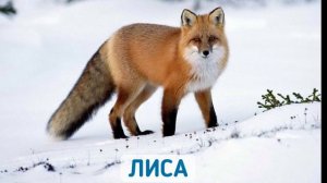 Учу слова: дикие животные: найди картинку!