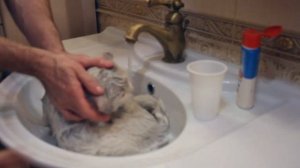 Как отмыть белого кота от мазута