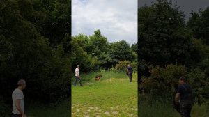 Дрессировка немецкой овчарки. Рабочие качества