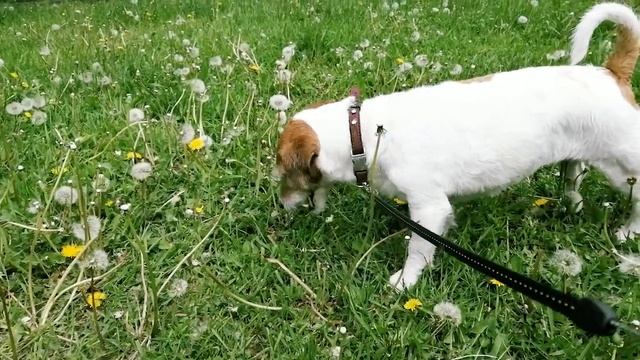 как правильно есть одуванчики смотреть онлайн