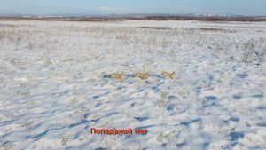 Охота на косулю 2020 (ОХОТА С ДРОНОМ) / Roe deer hunting 2020