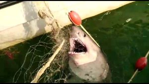 Дагестанские Рыбаки Поймали Акулу (Рыбалка на Камчатке) (Репост)