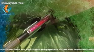 аквариумная рыбка черный макрапод, Macropodus spechti, содержание