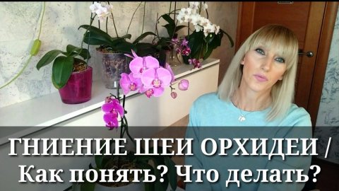 ОРХИДЕЯ ГНИЁТ от основания / ЖЕЛТЫЕ ЛИСТЬЯ у ОРХИДЕИ / Гниет орхидея, как спасти?
