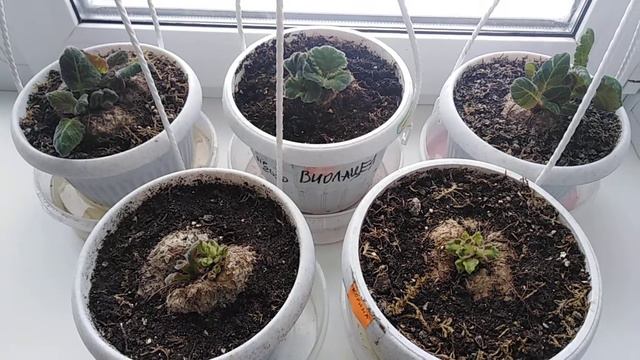 Глоксинии проснулись. смотреть онлайн