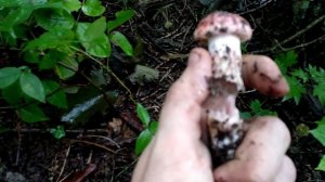 Рядовка, Приморский край, грибы, Гигрофор сыроежковый (Hygrophorus russula)