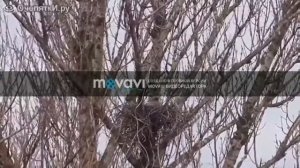 Как вороны строят гнезда