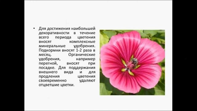 МАЛОПА